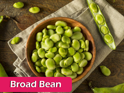broad bean