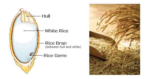 rice bran